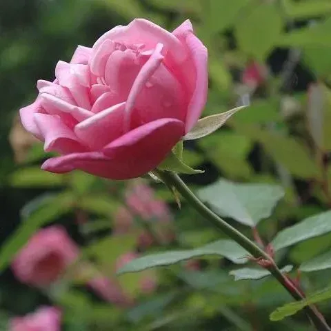 thumbnail for publication: North Florida Gardening Calendar